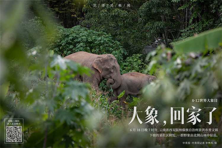 大象為何總能三秒內回家
