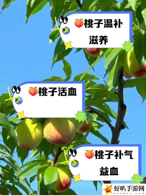 幾幾寒進桃子里